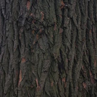 árbol verde Fondo de Pantalla de iPhone4s