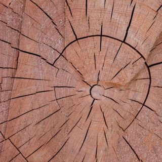 pared árbol marrón Fondo de Pantalla de iPhone4s