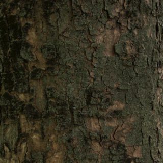 árbol musgo té verde Fondo de Pantalla de iPhone4s