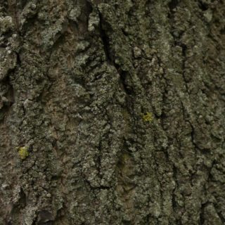 árbol musgo té verde Fondo de Pantalla de iPhone4s