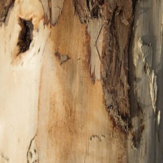 pared árbol marrón Fondo de Pantalla de iPhone4s