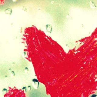 Corazón de las mujeres gotas de agua rojo Fondo de Pantalla de iPhone4s