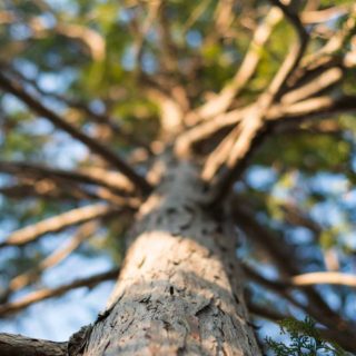 Naturaleza del árbol del paisaje Fondo de Pantalla de iPhone4s