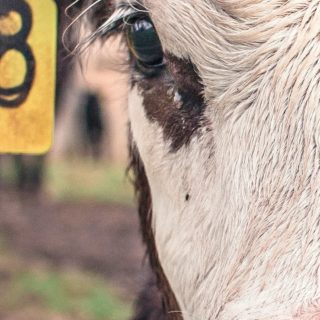 Animal de vaca Fondo de Pantalla de iPhone4s