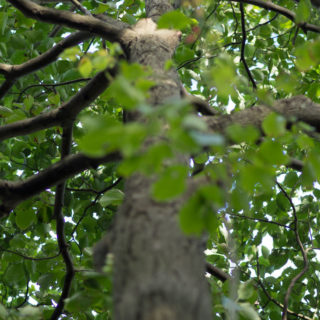 Natural árbolmidori Fondo de Pantalla de iPhone4s