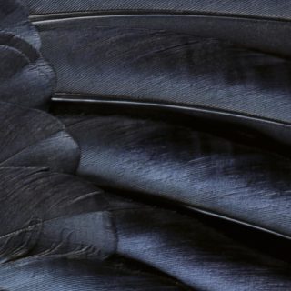 Patrón de plumas negro cool iOS9 Fondo de Pantalla de iPhone4s