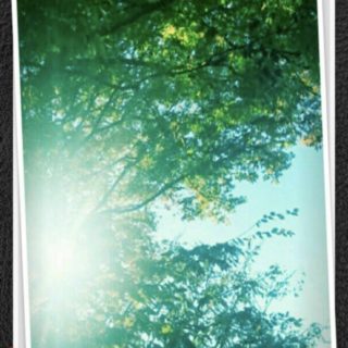 Árboles para el sol Fondo de pantalla iPhone SE / iPhone5s / 5c / 5