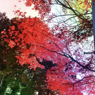 Paisaje de las hojas de otoño Fondo de Pantalla de iPhoneSE / iPhone5s / 5c / 5
