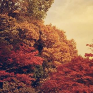 Paisaje de las hojas de otoño Fondo de pantalla iPhone SE / iPhone5s / 5c / 5