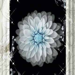 Flor fresco Fondo de Pantalla de iPhoneSE / iPhone5s / 5c / 5