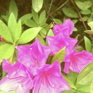 Flor de la azalea Fondo de pantalla iPhone SE / iPhone5s / 5c / 5