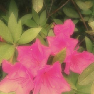 Flor de la azalea Fondo de pantalla iPhone SE / iPhone5s / 5c / 5