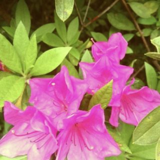 Flor de la azalea Fondo de Pantalla de iPhoneSE / iPhone5s / 5c / 5