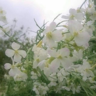 Flor blanca Fondo de pantalla iPhone SE / iPhone5s / 5c / 5