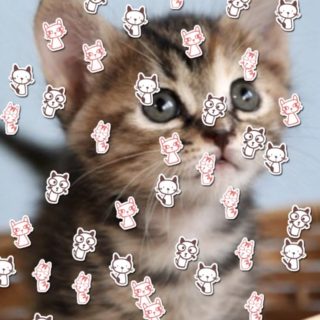 Ilustración del gato Fondo de pantalla iPhone SE / iPhone5s / 5c / 5