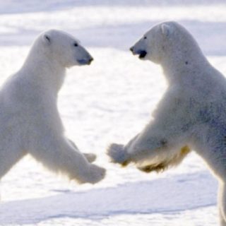oso polar Animal Fondo de pantalla iPhone SE / iPhone5s / 5c / 5