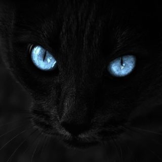 Gato negro Fondo de pantalla iPhone SE / iPhone5s / 5c / 5