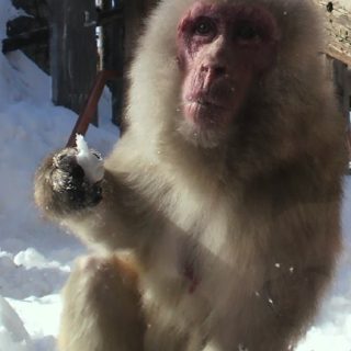 Saru nieve Animal Fondo de pantalla iPhone SE / iPhone5s / 5c / 5