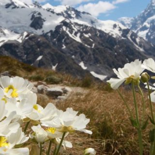 Paisaje de montaña flor de nieve Fondo de Pantalla de iPhoneSE / iPhone5s / 5c / 5