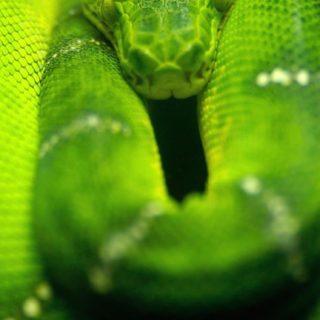 serpiente verde animal Fondo de pantalla iPhone SE / iPhone5s / 5c / 5