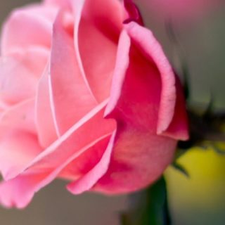 Flor natural de color rosa Fondo de Pantalla de iPhoneSE / iPhone5s / 5c / 5