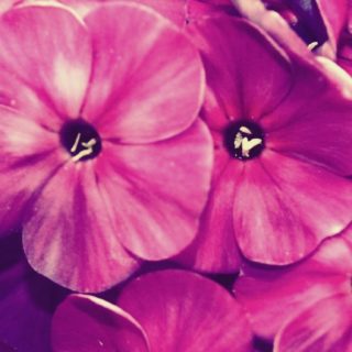 Flor natural púrpura Fondo de pantalla iPhone SE / iPhone5s / 5c / 5