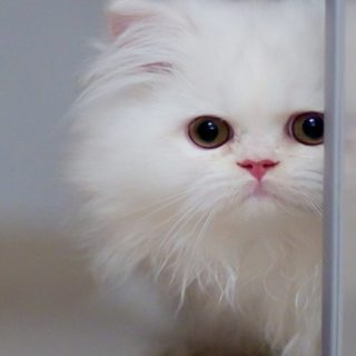 gato blanco Fondo de pantalla iPhone SE / iPhone5s / 5c / 5