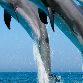 Animal azul mar de delfines Fondo de pantalla iPhone SE / iPhone5s / 5c / 5