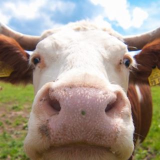animal de la vaca Fondo de pantalla iPhone SE / iPhone5s / 5c / 5