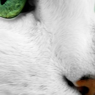 gato blanco Fondo de pantalla iPhone SE / iPhone5s / 5c / 5