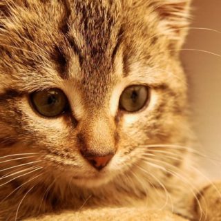 gatito del gato Fondo de pantalla iPhone SE / iPhone5s / 5c / 5