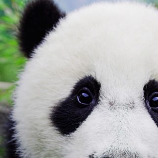 Panda Animal Fondo de pantalla iPhone SE / iPhone5s / 5c / 5