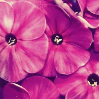Flor natural púrpura Fondo de pantalla iPhone SE / iPhone5s / 5c / 5