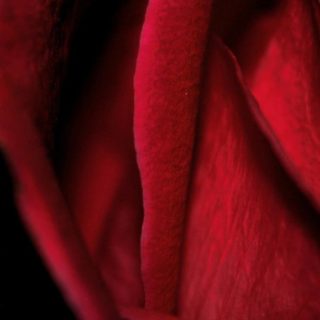 Natural rojo de la rosa Fondo de pantalla iPhone SE / iPhone5s / 5c / 5