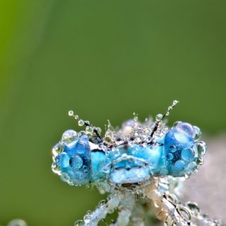 Animales insectos gotas de agua verde Fondo de pantalla iPhone SE / iPhone5s / 5c / 5