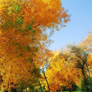 hojas de otoño paisaje Fondo de Pantalla de iPhoneSE / iPhone5s / 5c / 5