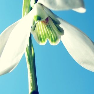 blanco natural de la flor Fondo de Pantalla de iPhoneSE / iPhone5s / 5c / 5