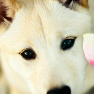 animales perro blanco Fondo de pantalla iPhone SE / iPhone5s / 5c / 5