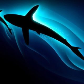 Animal orca negro Fondo de pantalla iPhone SE / iPhone5s / 5c / 5