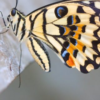 mariposa cola de golondrina Animal Fondo de Pantalla de iPhoneSE / iPhone5s / 5c / 5