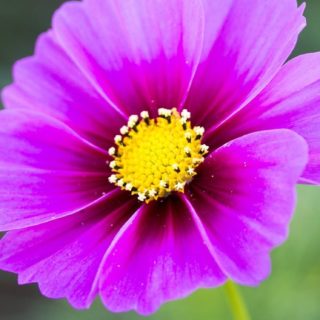 Flor natural púrpura Fondo de Pantalla de iPhoneSE / iPhone5s / 5c / 5