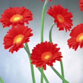 rojo natural de la flor Fondo de Pantalla de iPhoneSE / iPhone5s / 5c / 5