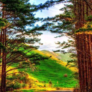 paisaje forestal Fondo de pantalla iPhone SE / iPhone5s / 5c / 5