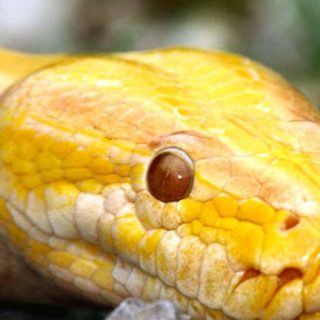 Animal serpiente amarilla Fondo de Pantalla de iPhoneSE / iPhone5s / 5c / 5