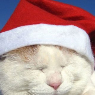 gato de la Navidad Fondo de Pantalla de iPhoneSE / iPhone5s / 5c / 5
