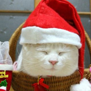 gato de la Navidad Fondo de Pantalla de iPhoneSE / iPhone5s / 5c / 5