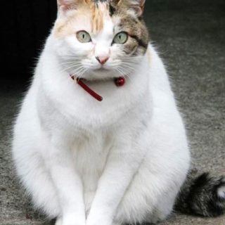 gato blanco Fondo de Pantalla de iPhoneSE / iPhone5s / 5c / 5