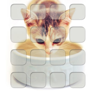gato estantería Fondo de Pantalla de iPhoneSE / iPhone5s / 5c / 5