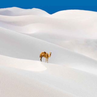 animal camello Fondo de pantalla iPhone SE / iPhone5s / 5c / 5