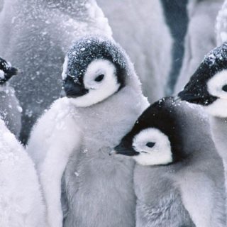 pingüino Animal Fondo de pantalla iPhone SE / iPhone5s / 5c / 5